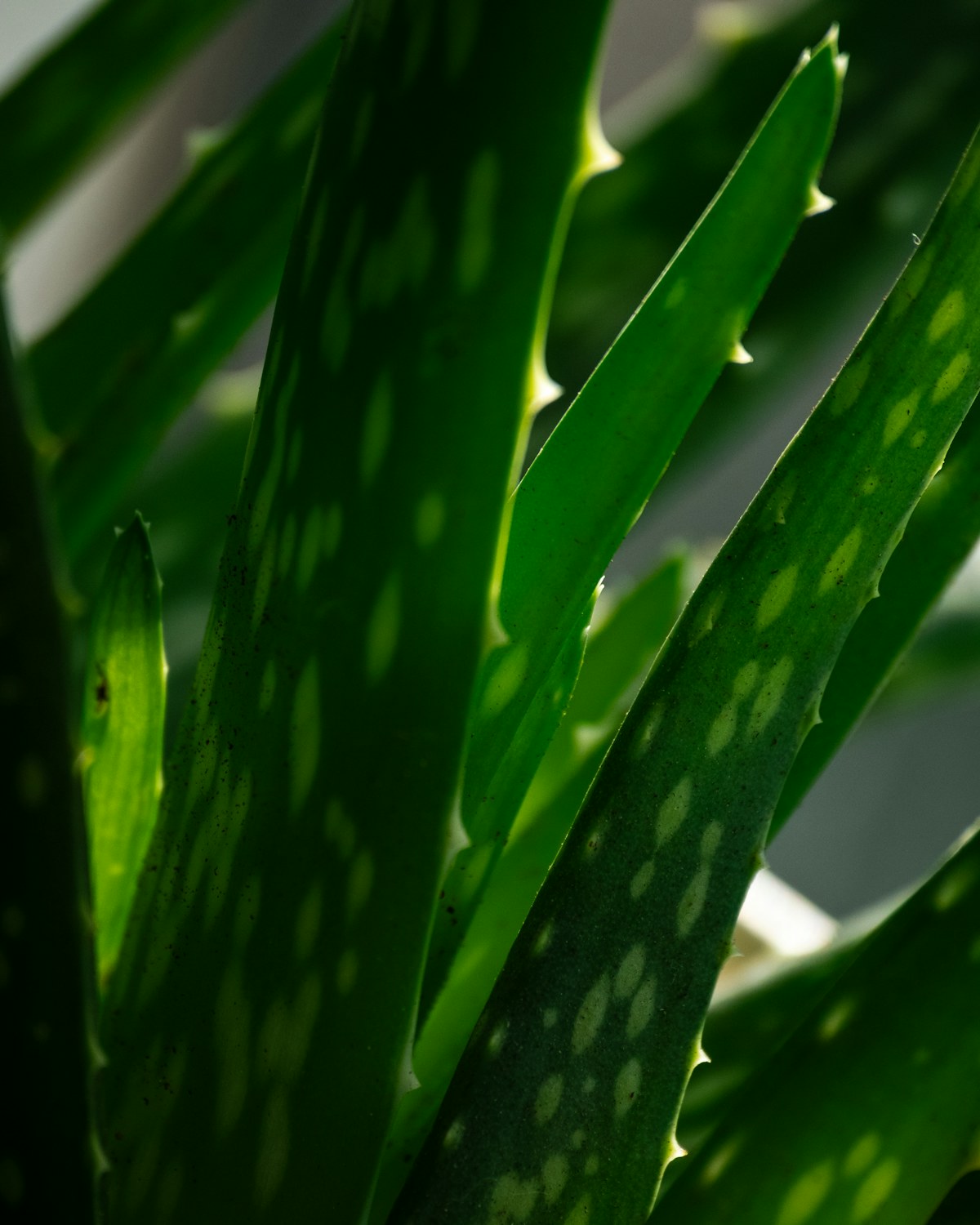 Aloe leaf close view in cool light