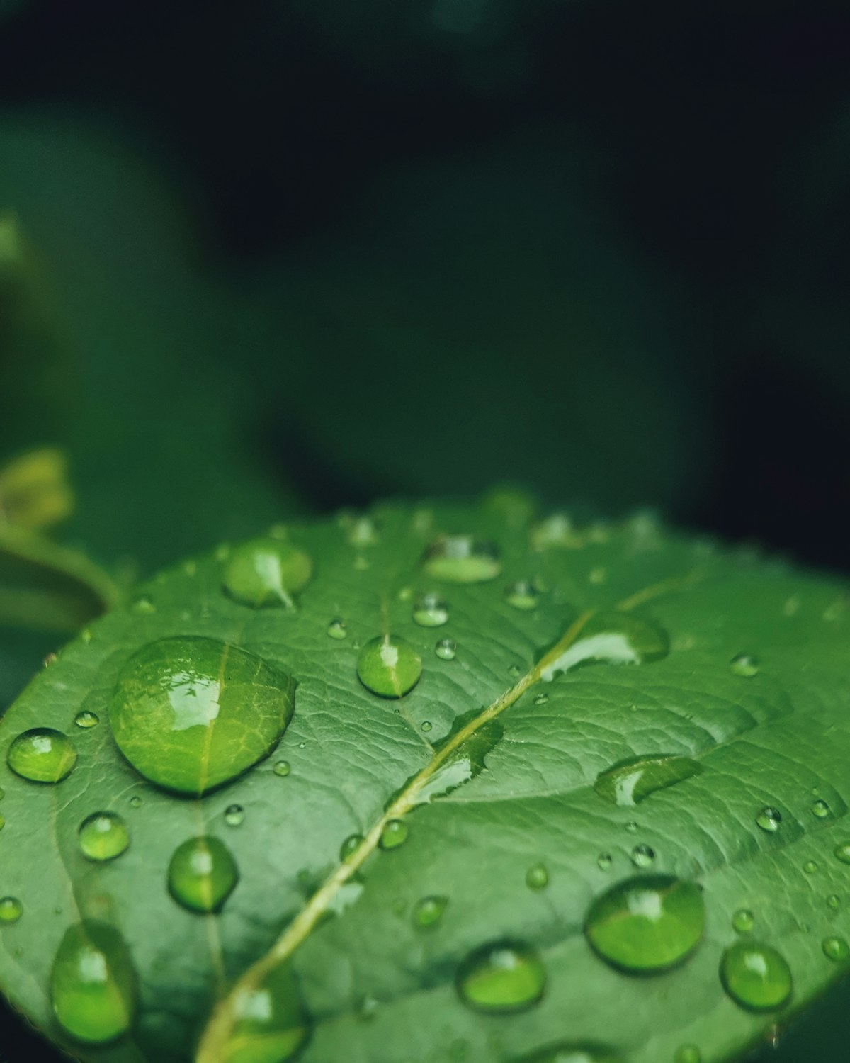 Close view of water droplets on a green leaf